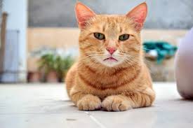 A picture of a cat