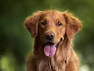 A picture of a dog